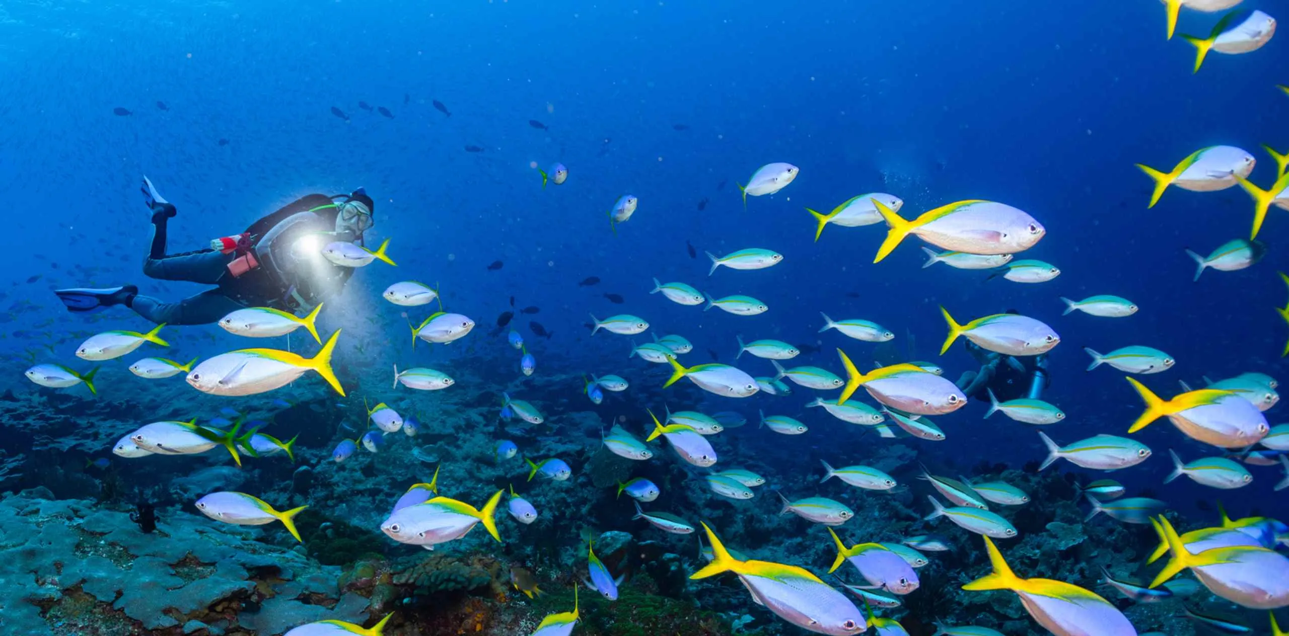 Plongeur à Nusa Penida éclairant un banc de poissons bleu et jaune près d'un récif corallien.