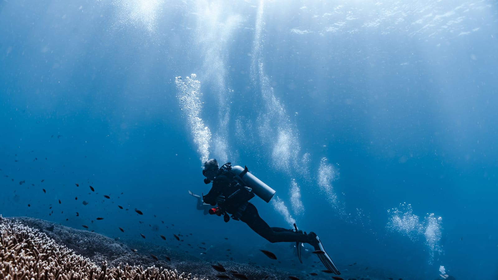 Qu'est-ce que le site de plongée de SD Point à Nusa Penida ?