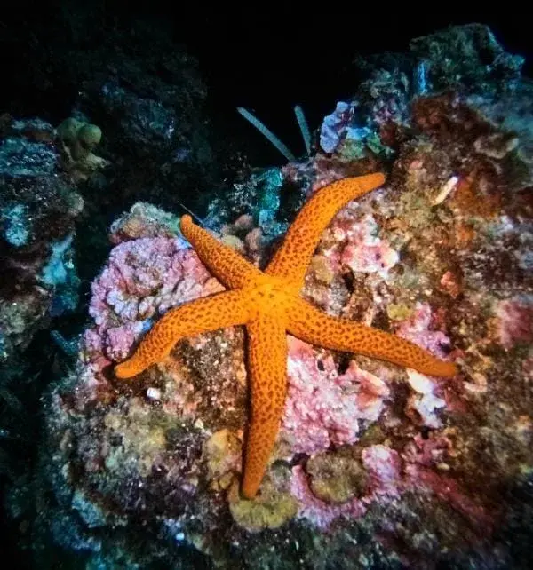 Étoile de mer orange à cinq bras fixée sur un corail rose dans un récif près de Nusa Penida, plongée sous-marine en cours