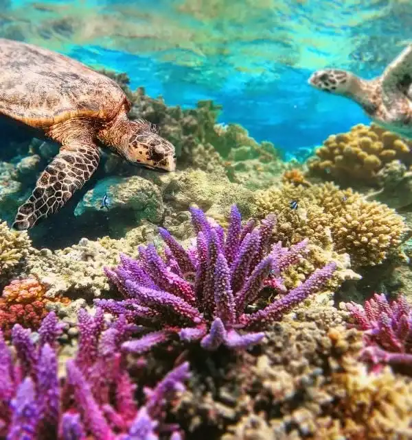 Deux tortues marines nageant près d'un récif corallien coloré à Nusa Penida, l'une effleurant les coraux violets.