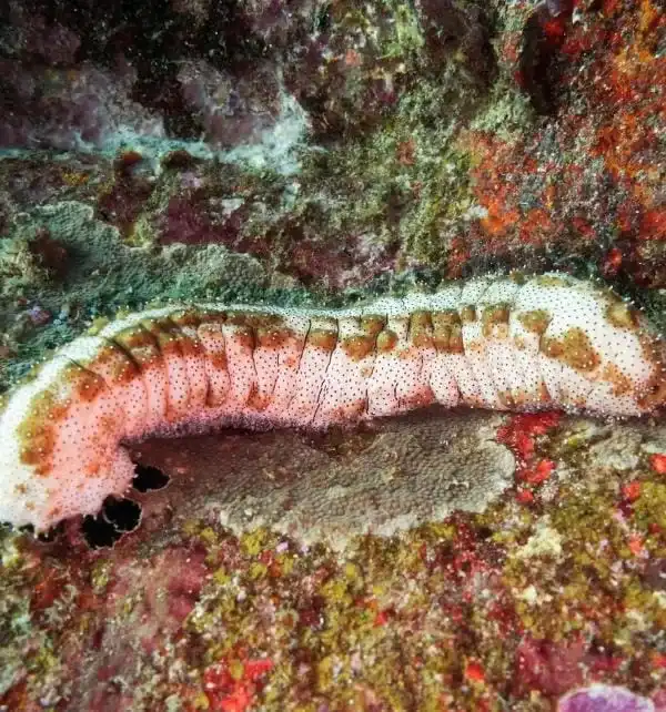 Holothurie (concombre de mer) allongée sur un récif rocheux coloré à Nusa Penida, détails des textures et tubercules visibles.