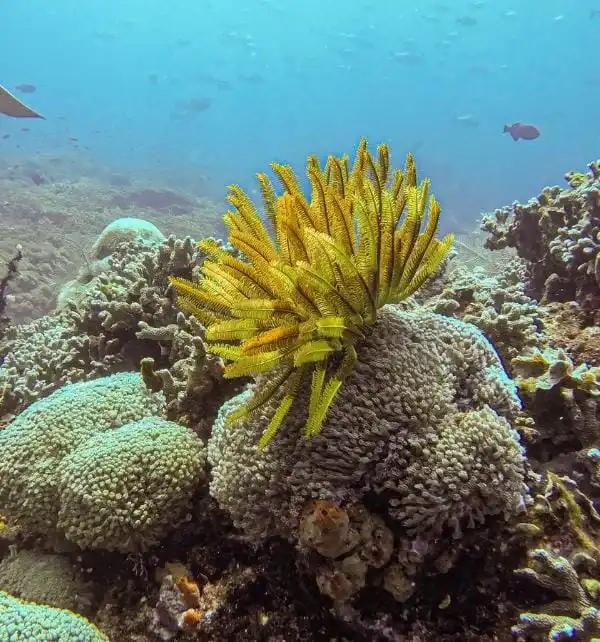 Plume étoilée jaune fixée sur un corail sur le récif de Nusa Penida, poissons nageant en arrière-plan.