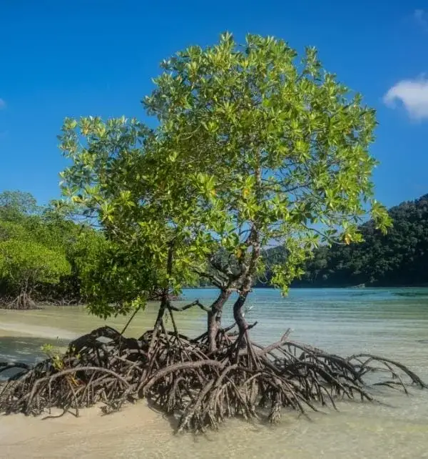 Mangrove à Nusa Penida avec ses racines aériennes s'étendant dans l'eau peu profonde sous un ciel bleu.