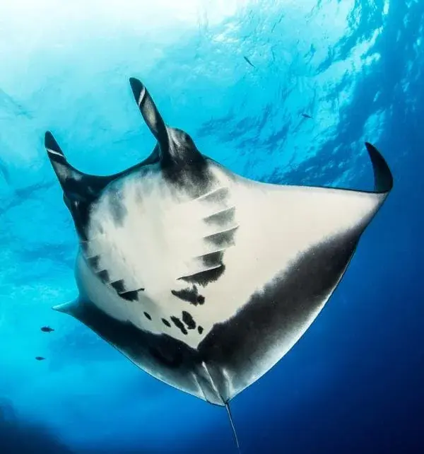 Manta rayonnante nageant près de la surface autour de Nusa Penida, vue ventrale montrant motifs noirs distinctifs.