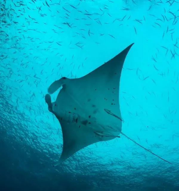 Raie manta nageant sous l'eau à Nusa Penida entourée d'un banc de petits poissons, vue de dessous en plongée