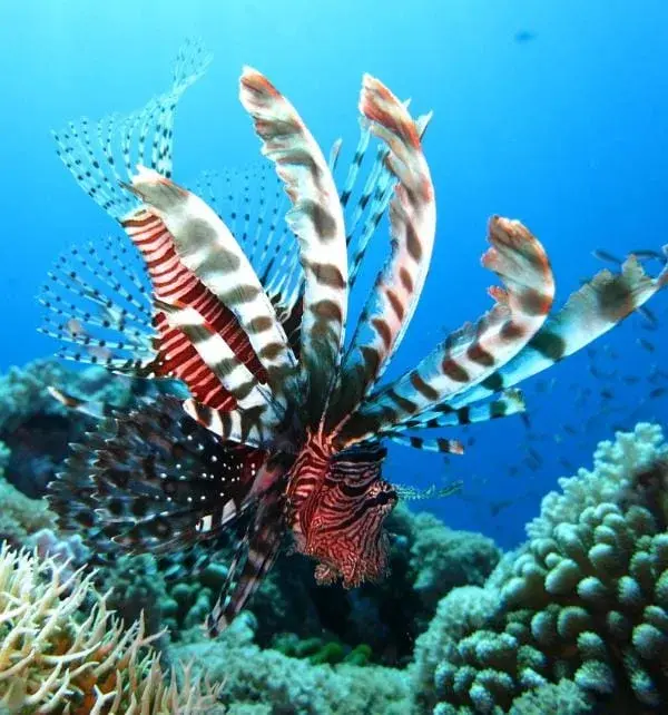 Lionfish coloré nageant au-dessus d'un récif corallien à Nusa Penida, nageoires rayées déployées en éventail.