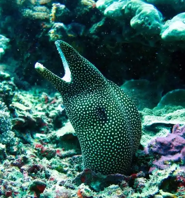 Murène tachetée émergeant d'un récif et ouvrant la gueule lors d'une plongée à Nusa Penida.