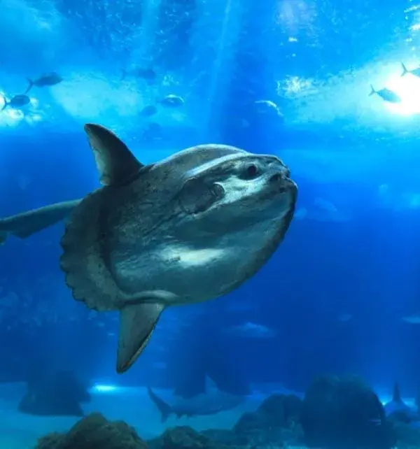 Mola mola nageant près du fond marin à Nusa Penida, entouré de poissons et d'eau turquoise en pleine plongée.