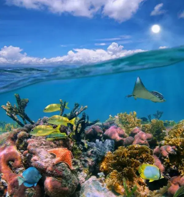 Plongée à Nusa Penida montrant raie nageant en surface et banc de poissons colorés autour d'un récif corallien vivant.