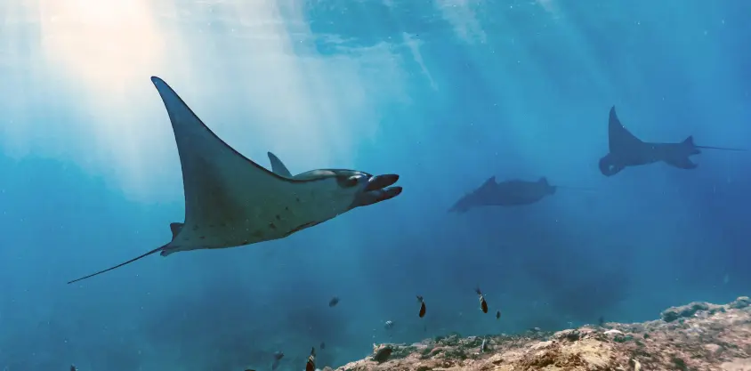 Quatre raies manta nageant près du fond marin à Nusa Penida, soleil filtrant à travers l'eau et petits poissons alentour.