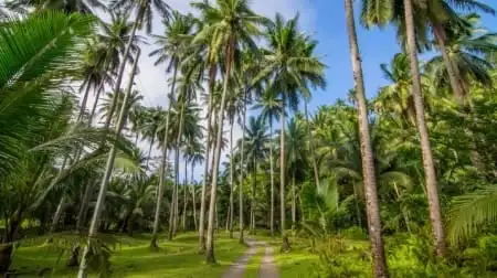 Sentier herbeux bordé de hautes palmiers tropicaux à Nusa Penida, lumière du jour filtrant entre les troncs.