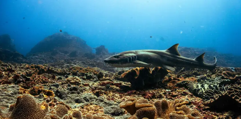 Requin nourrice nage au ras d'un récif corallien coloré à Nusa Penida, éclairé par la lumière filtrée de la mer.
