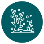 Icône circulaire verte montrant corail stylisé et bulles, logo minimaliste évoquant plongée à Nusa Penida.