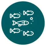 Icône stylisée de banc de poissons blancs nageant sur fond teal, illustration circulaire évoquant plongée à Nusa Penida.