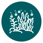 Icône stylisée d'algues et de bulles sur fond teal représentant la vie marine autour de Nusa Penida.