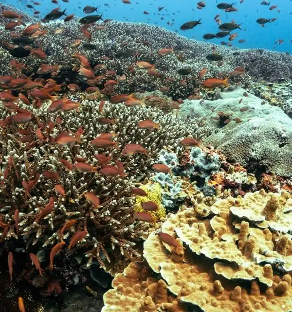 Banc de petits poissons orange nagent au-dessus d'un récif corallien vivant à Nusa Penida, avec diverses cornes et plateaux coralliens.