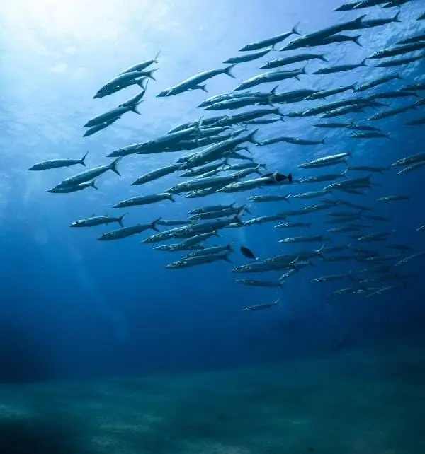 Banc de poissons barracudas nageant en formation au-dessus du fond marin près de Nusa Penida, eau claire et lumière filtrée.