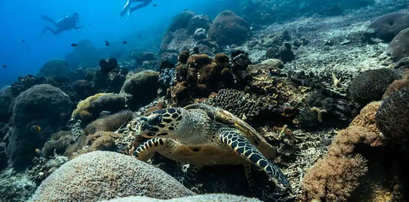 Tortue imbriquée nageant près d’un récif corallien à Nusa Penida tandis que deux plongeurs explorent en arrière‑plan.