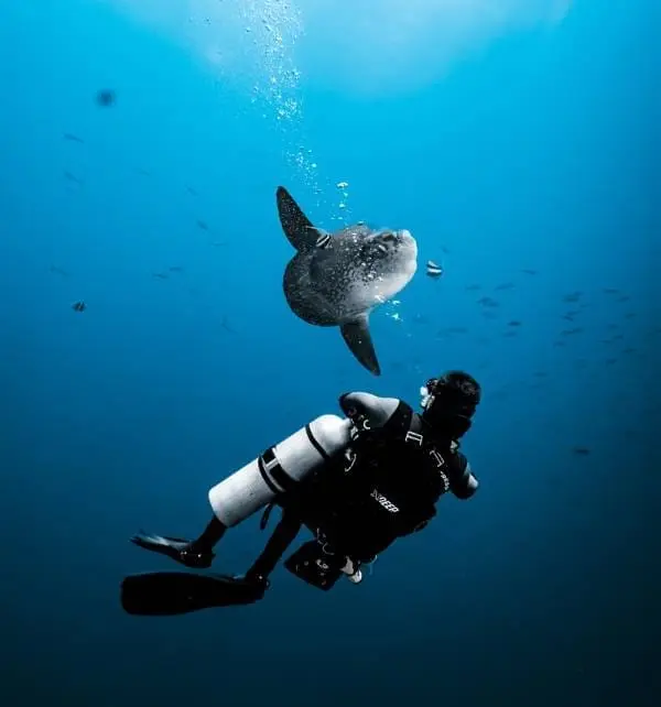 Plongeur en scaphandre observant un poisson-lune approchant à Nusa Penida, bulles et banc de poissons en arrière-plan