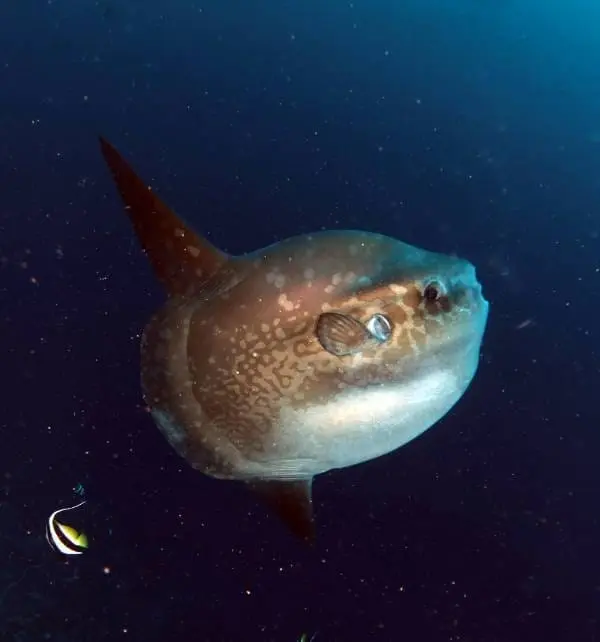 Poisson-lune nageant près de Nusa Penida, vue latérale montrant son corps arrondi, nageoires et peau tachetée.