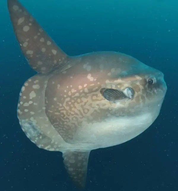 Mérou-lune nageant près de la surface à Nusa Penida, profil latéral montrant son corps rond tacheté et nageoires déployées.