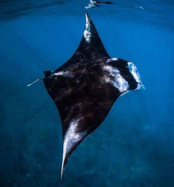 Une raie manta noire nage près de la surface au large de Nusa Penida, silhouette ailes déployées et reflet lumineux.