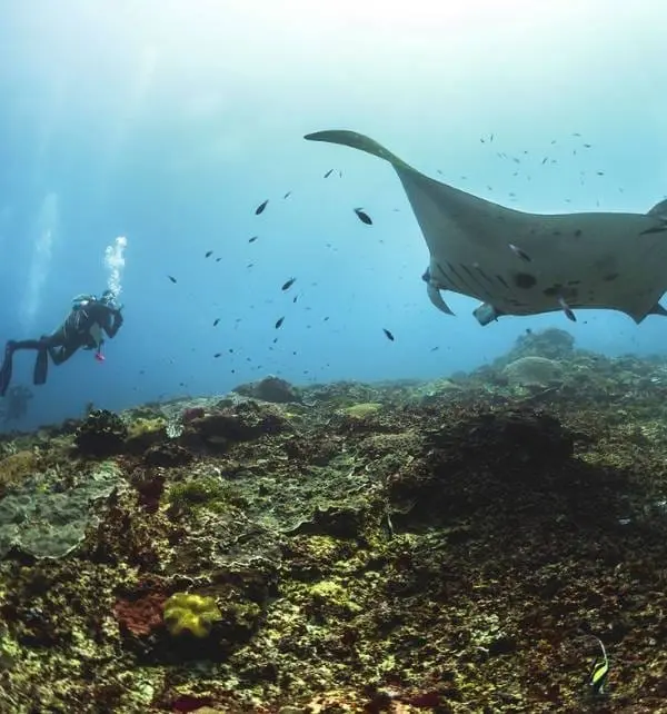 Plongeur observant une grande raie manta nager près du récif à Nusa Penida, petits poissons autour et lumière filtrée depuis la surface