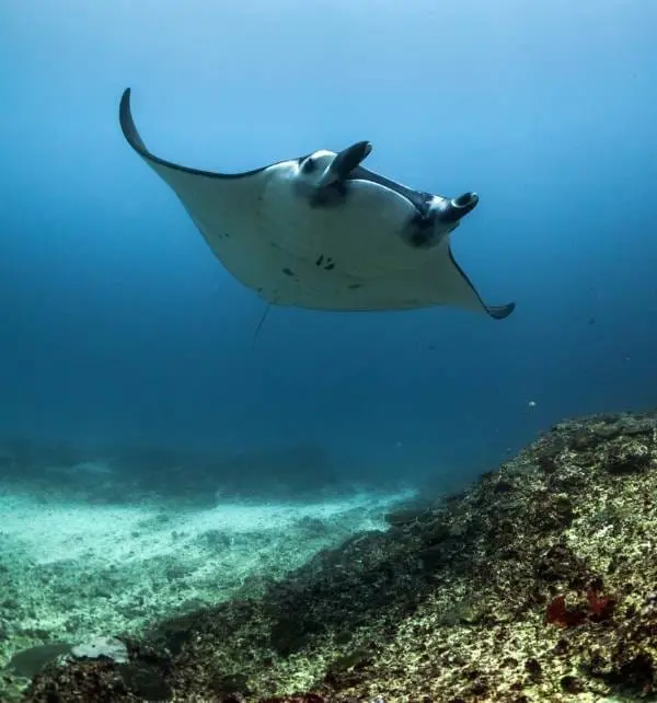 Raie manta nageant au-dessus d'un récif à Nusa Penida, vue de dessous montrant ses ailes étendues et sa bouche ouverte.