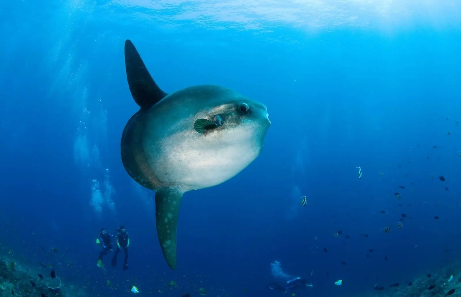 Plongée à Nusa Penida montrant un mola mola géant nageant près de plongeurs encadrés par eau bleue profonde