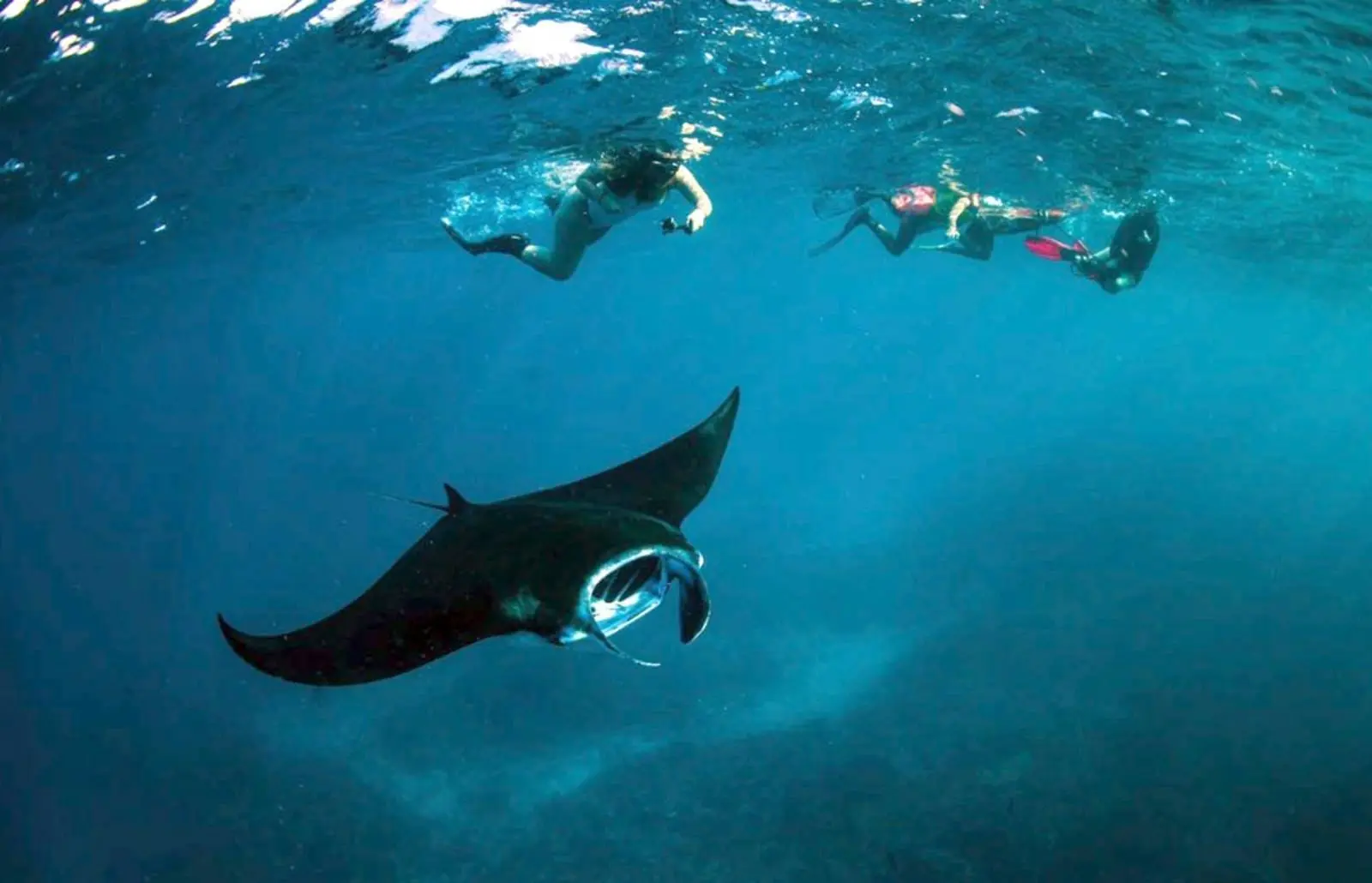 Pourquoi plonger à Nusa Penida ? Focus sur la conservation marine à Bali