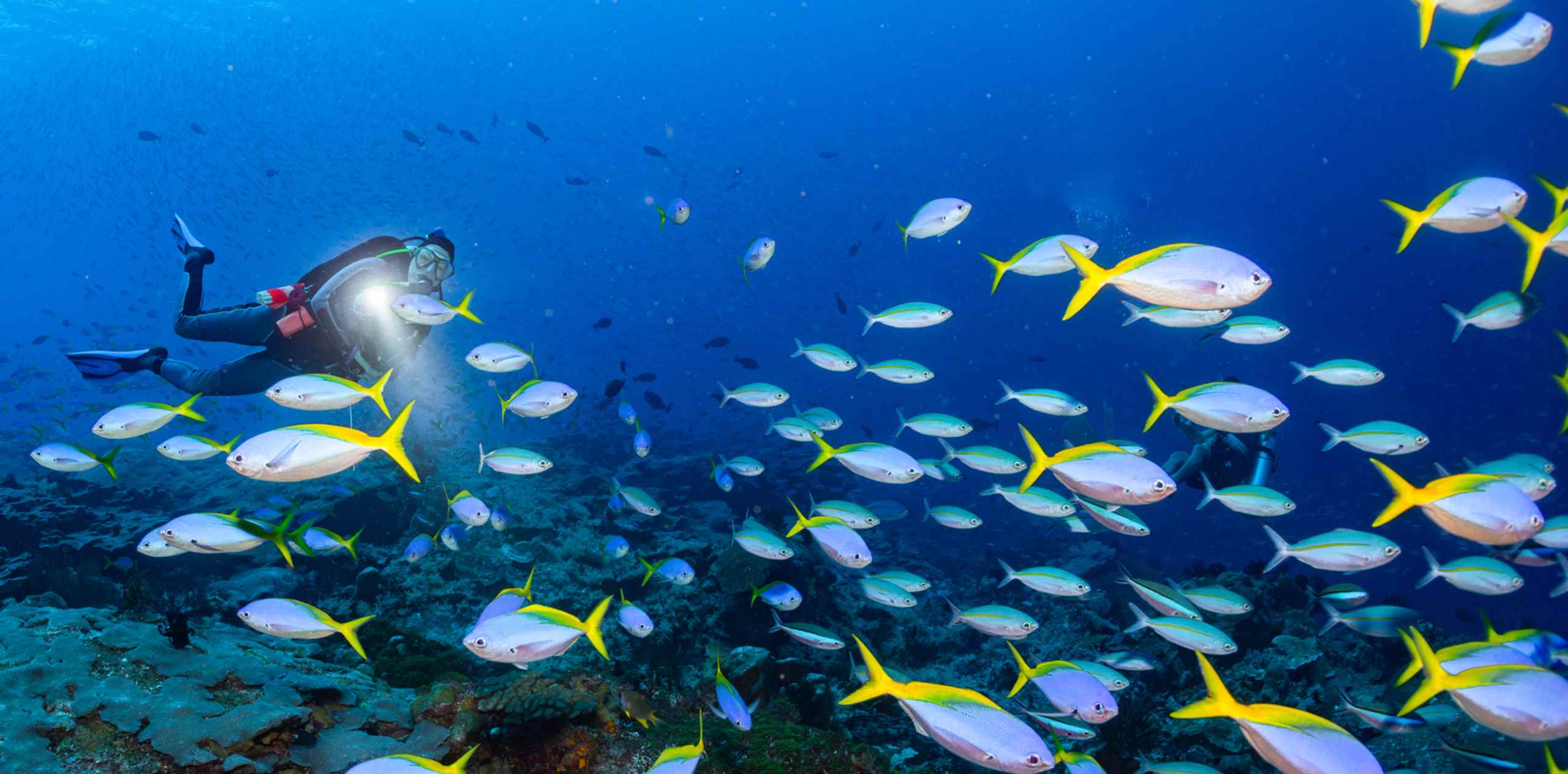 Plongeur à Nusa Penida éclairant un banc de poissons bleu et jaune près d'un récif corallien.