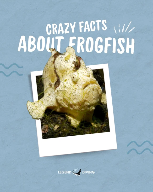 These masters of disguise have some seriously wild tricks! From “walking” across the reef to using a built-in lure to hunt🎣Swipe through for some crazy frogfish facts you might not know 🤿👀Which one surprised you the most?
.
#frogfish #frogfishlovers #marinebiology #saltwaterfish #marinelife
